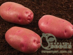 Насіннєвий сорт картоплі "Торнадо" (Голландія) Насіннєвий сорт картоплі "Торнадо" (Голландія)