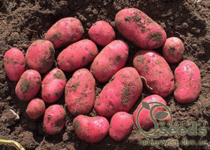 Насіннєвий сорт картоплі 