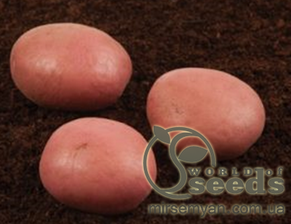 Насіннєвий сорт картоплі "Сетанта" (Голландія) Насіннєвий сорт картоплі "Сетанта" (Голландія)