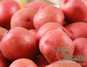 Насіннєвий сорт картоплі "Сетанта" (Голландія) Насіннєвий сорт картоплі "Сетанта" (Голландія)