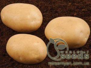 Насіннєвий сорт картоплі "Саванна" (Голландія)