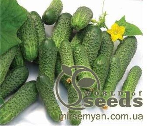 Огірок Огірок