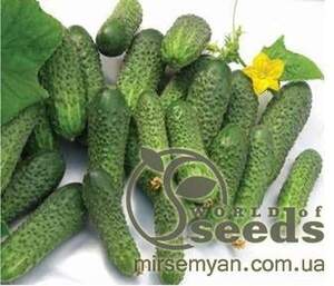Огірок "Нейліна" F1 1000 с. Нунемс (Nunhems)