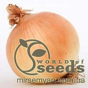 Цибуля "Солстіс" F1 100 000 с. Нунемс (Nunhems)