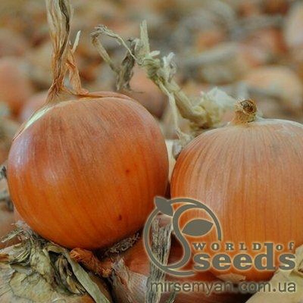 Цибуля Цибуля