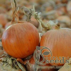 Цибуля "Олоросо" F1 100 000 с. Нунемс (Nunhems)