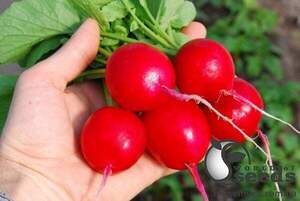 Редис "Селеста/Selesta" F1 250гр. (Enza Zaden / Енза Заден)