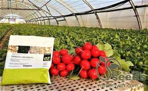 Редис "Селеста/Selesta" F1 250гр. (Enza Zaden / Енза Заден)