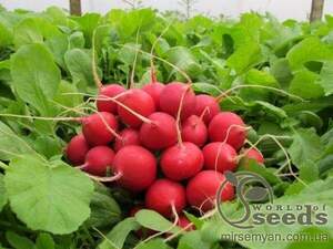 Редис  Редис