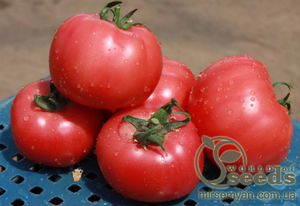 Насіння рожевого томату «Есміра» F1 1000 насінин, Rijk Zwaan