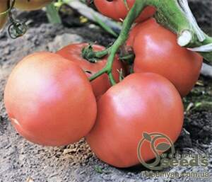 Насіння рожевого томату «Есміра» F1 1000 насінин, Rijk Zwaan