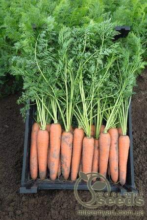 Морква "Берлін/Berline" F1 (1,6-1,8 мм) 100 000 с. Бейо (Bejo)