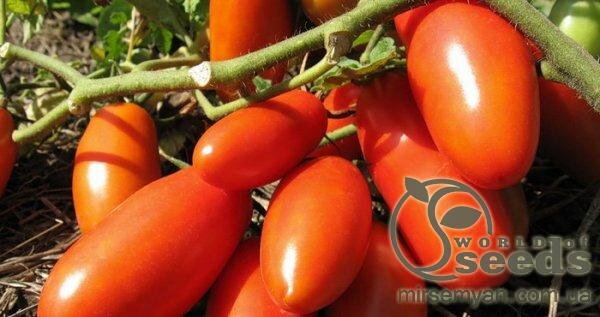 Томат «Тейлор» F1 1000 семена Нунемс (Nunhems) Томат «Тейлор» F1 1000 семена Нунемс (Nunhems)