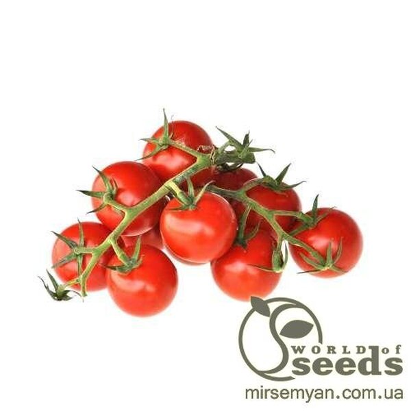 Томат «Метро» F1 1000 семена Нунемс (Nunhems) Томат «Метро» F1 1000 семена Нунемс (Nunhems)