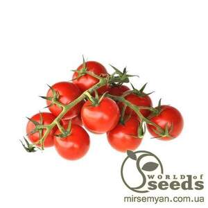 Томат «Метро» F1 1000 семена Нунемс (Nunhems)