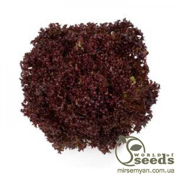 Салат Салат