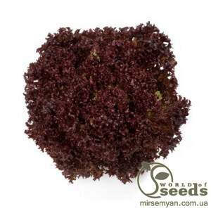 Салат "Революція" драже 5000 нас. Nunhems Салат "Революція" драже 5000 нас. Nunhems