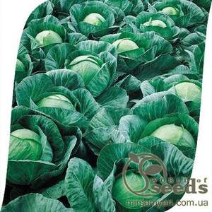 Капуста білокачанна "Вестрі" F1 2500 с, Семініс (Seminis)