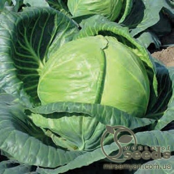 Капуста білокачанна "Рінда" F1 2500 с, Семініс (Seminis) Капуста білокачанна "Рінда" F1 2500 с, Семініс (Seminis)