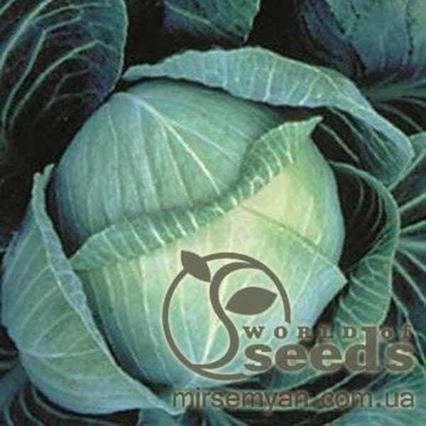 Капуста білокачанна "Галаксі" F1 2500 с, Семініс (Seminis) Капуста білокачанна "Галаксі" F1 2500 с, Семініс (Seminis)