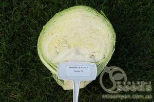 Капуста білокачанна "Фуріос" F1 2500 с, Семініс (Seminis)