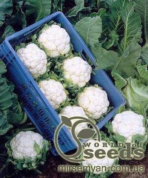 Капуста цвітна рання, "Фрідом F1" 2500 сем., Семініс, (Seminis)