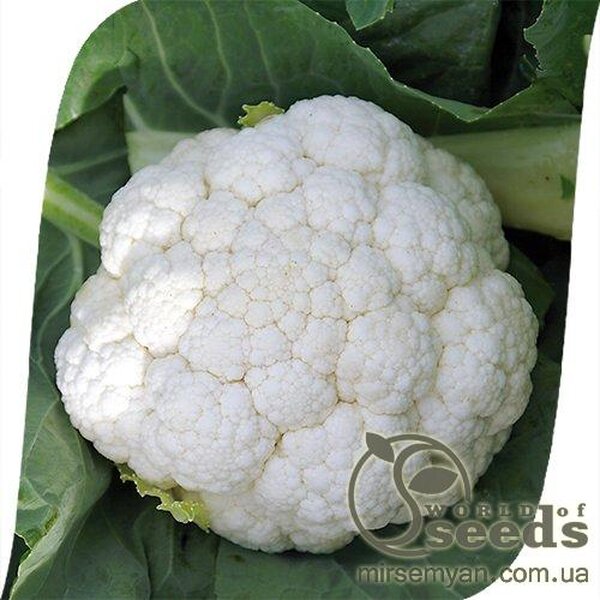 Капуста цвітна, "Фронтина" F1 1000 сем., Семініс, (Seminis) Капуста цвітна, "Фронтина" F1 1000 сем., Семініс, (Seminis)