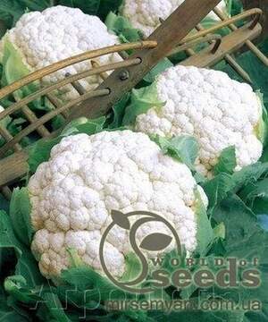 Капуста цвітна, "Абені" F1 1000 сем., Семініс, (Seminis) Капуста цвітна, "Абені" F1 1000 сем., Семініс, (Seminis)