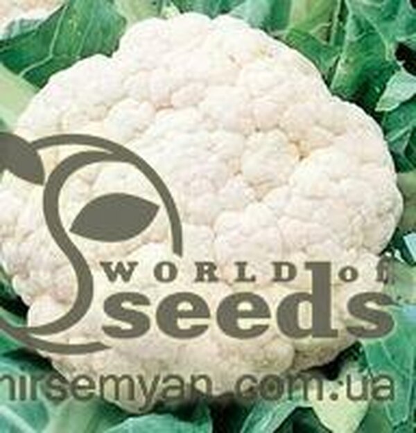 Капуста цвітна, "Форталеза" F1 2500 сем., Семініс, (Seminis) Капуста цвітна, "Форталеза" F1 2500 сем., Семініс, (Seminis)