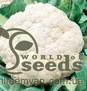Капуста цвітна, "Форталеза" F1 2500 сем., Семініс, (Seminis) Капуста цвітна, "Форталеза" F1 2500 сем., Семініс, (Seminis)