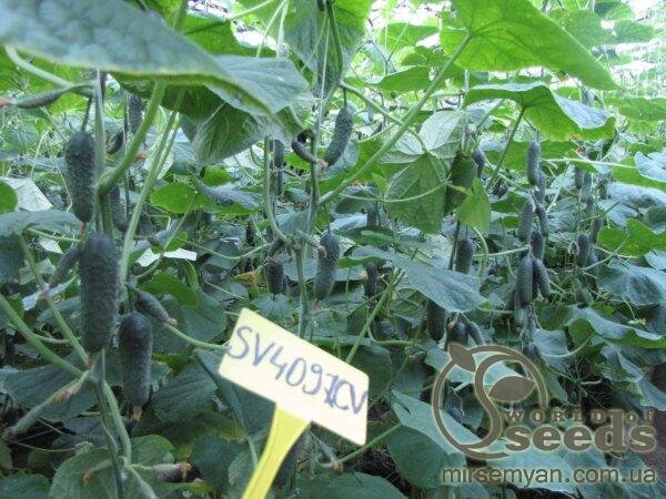 Огірок "SV 4097 CV" F1 250 с. Семініс, (Seminis) Огірок "SV 4097 CV" F1 250 с. Семініс, (Seminis)