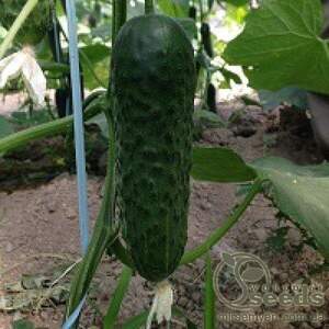 Огірок "SV 3506 CV" F1 250 с. Семініс, (Seminis) Огірок "SV 3506 CV" F1 250 с. Семініс, (Seminis)