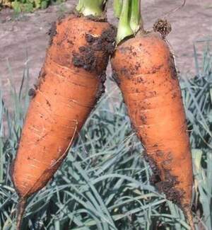 Морква "SV 3118 DH" F1 (1.4 - 1.6 мм) 200000 с. Семініс, (Seminis) Морква "SV 3118 DH" F1 (1.4 - 1.6 мм) 200000 с. Семініс, (Seminis)