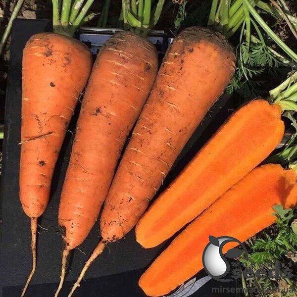 Морква SV 7381 F1 (1,6-1,8мм) 1000000 с. Семініс, (Seminis) Морква SV 7381 F1 (1,6-1,8мм) 1000000 с. Семініс, (Seminis)