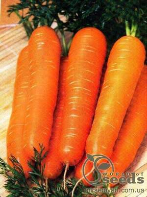 Морква "Вікторія" F1 0,5 кг. Семініс, (Seminis) Морква "Вікторія" F1 0,5 кг. Семініс, (Seminis)