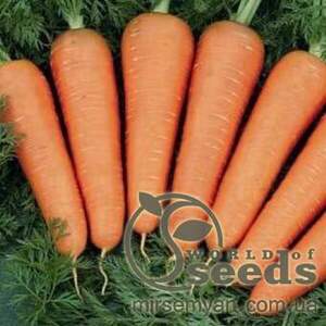 Морква "Санта Круз" F1 200000 с. Семініс, (Seminis) Морква "Санта Круз" F1 200000 с. Семініс, (Seminis)