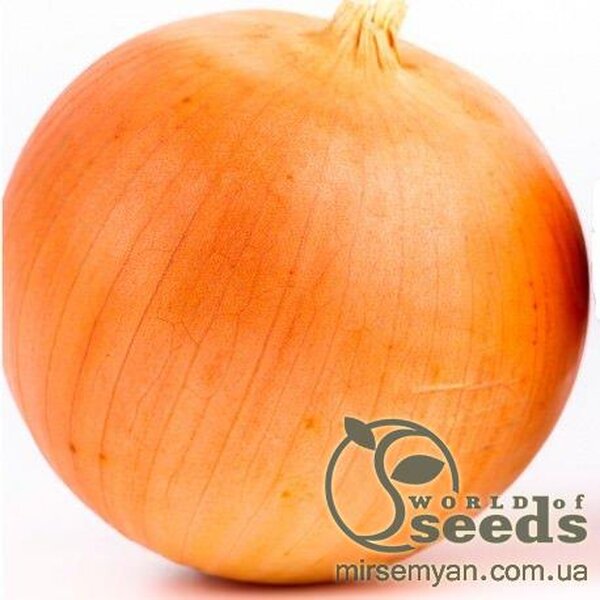 Цибуля "Блустер" F1 250 000 с. Семініс, (Seminis) Цибуля "Блустер" F1 250 000 с. Семініс, (Seminis)