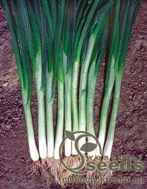 Цибуля на перо Цибуля на перо