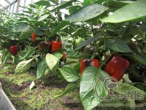 Насіння перцю "Аристотель" F1 500 с. Семініс, (Seminis) Насіння перцю "Аристотель" F1 500 с. Семініс, (Seminis)