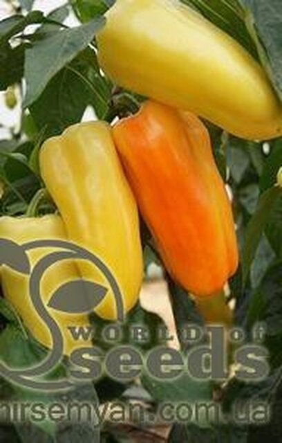 Насіння перцю "Флексум" F1 500 с. Семініс, (Seminis) Насіння перцю "Флексум" F1 500 с. Семініс, (Seminis)