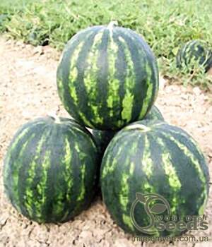 Насіння кавуна 