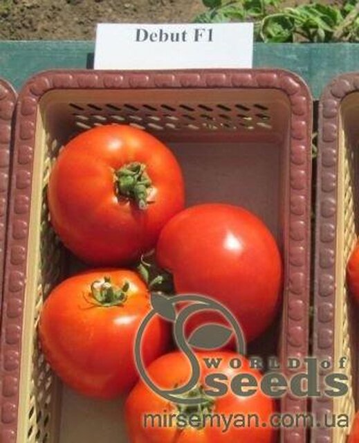 Томат «Дебют» F1 1000 насінин, Семініс, (Seminis) Томат «Дебют» F1 1000 насінин, Семініс, (Seminis)