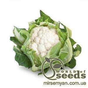 Капуста цвітна "Сантамарія" F1 2500 с. Рік Цваан, (Rijk Zwaan)