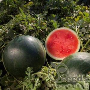 Кавун ранній Кавун ранній