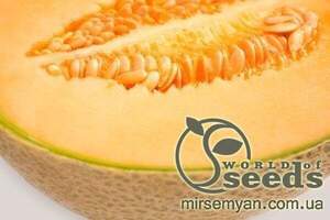 Диня середньо-пізня "Карібіан Кінг" F1 100 с. Рік Цван, (Rijk Zwaan)