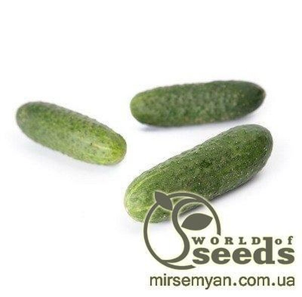 Огірок "Кібрія" F1 1000 с. Рік Цваан, (Rijk Zwaan) Огірок "Кібрія" F1 1000 с. Рік Цваан, (Rijk Zwaan)