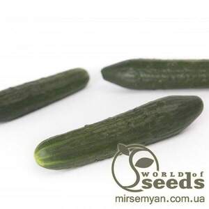 Огірок "Святогор" F1 1000 Рійк Цваан, (Rijk Zwaan)