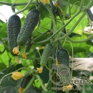 Огірок «Кантара» F1 250 Рійк Цваан (Rijk Zwaan)