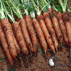 Морква "Джерада" F1 100 000 с. (1,6-1,8), Рійк Цваан, (Rijk Zwaan)