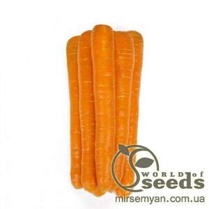 Морква "Морелія" F1 100 000 с. (1,4-1,6) калібр., Рійк Цваан, (Rijk Zwaan)